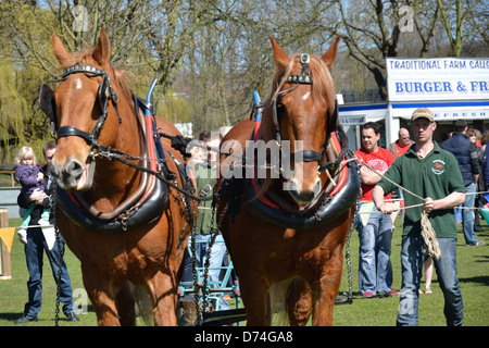 Paire de Suffolk Punch chevaux dans le faisceau Banque D'Images