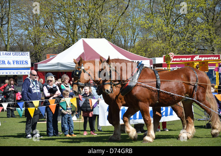 Paire de Suffolk Punch chevaux dans le faisceau Banque D'Images