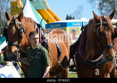 Paire de têtes de cheval Punch Suffolk Banque D'Images