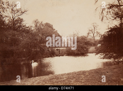 Cette photographie de paysage sans titre représentant un cygne est exposée au Museum of Photographic Arts L'image capture la beauté sereine du paysage et la présence de la faune. Banque D'Images