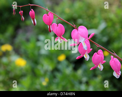 Cœurs (Dicentra Spectabils) en arrière-plan gros plan printemps Banque D'Images