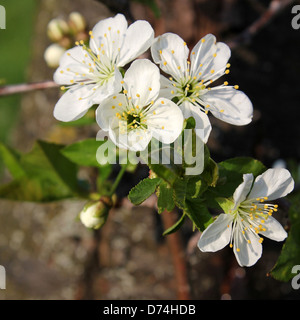 Le griottier blanc fleurs en face d'un magnifique cerisier aigre fond printemps Banque D'Images