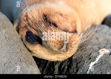 Lion de mer couchage Îles Galápagos Banque D'Images