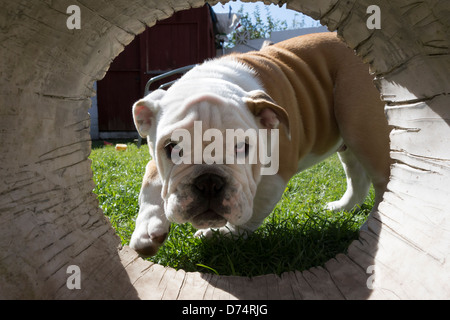 Chiot bouledogue jouant avec évidée log in garden Banque D'Images