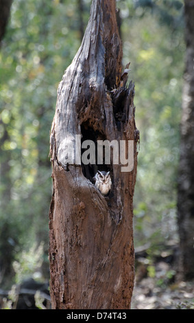 Indian scops owl otus bakkamoena,,nid,Madhya Pradesh, Inde Banque D'Images