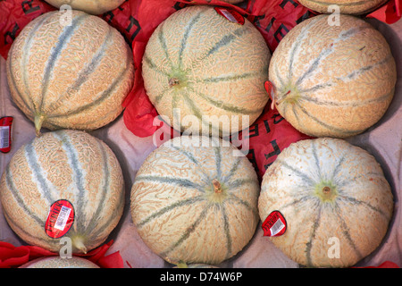 Ferrier melons, Charentais melons français, à vendre dans un stand de marché à Bath, Somerset, Royaume-Uni, en avril Banque D'Images