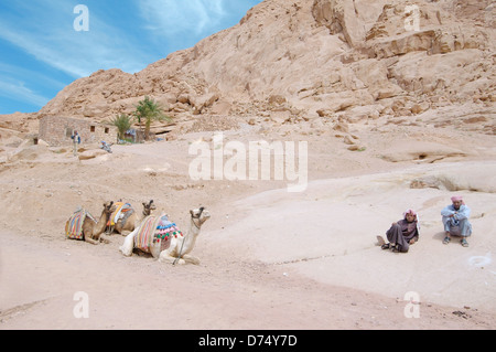 Deux Bédouins et des chameaux au repos, péninsule du Sinaï, Égypte Banque D'Images