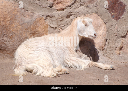 La chèvre blanche et noire (Capra aeagrus hircus) se trouve sur la pierre, péninsule du Sinaï, Egypte Banque D'Images