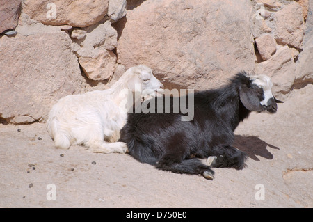 La chèvre blanche et noire (Capra aeagrus hircus) se trouve sur la pierre, péninsule du Sinaï, Egypte Banque D'Images
