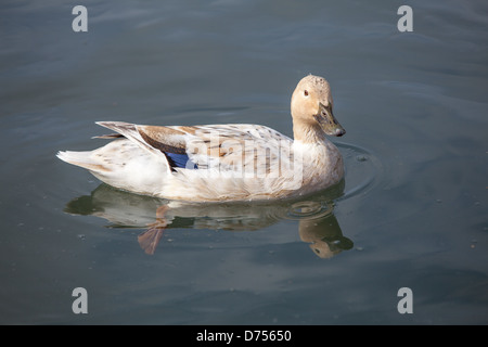 Canard colverts femelle (Anas platyrhynchos) reposant paisiblement près du bord de l’eau. Plumage brun tacheté et bec orange distinctif. Banque D'Images