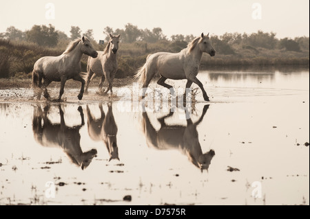 Trois chevaux blancs éclaboussant par les eaux Banque D'Images