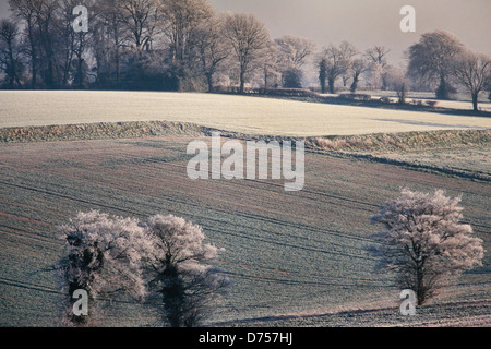 Givre paysage, Hertfordshire, Royaume-Uni, scène rurale, faible soleil d'hiver Banque D'Images