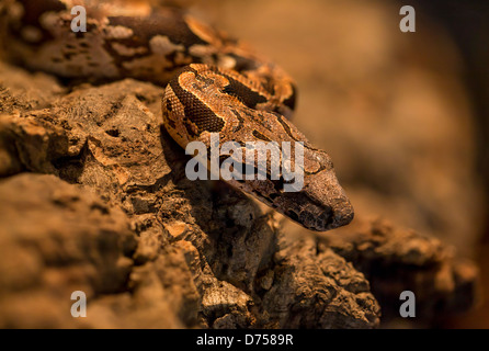 Le Boa de Dumeril (Acrantophis dumerili), un serpent non venimeux originaire de Madagascar. Un boa arboricole, avec un motif et une coloration distinctifs. Banque D'Images