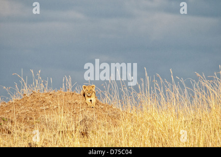 Petit Lion, Panthera leo, dans l'herbe haute, Masai Mara National Reserve, Kenya, Africa Banque D'Images