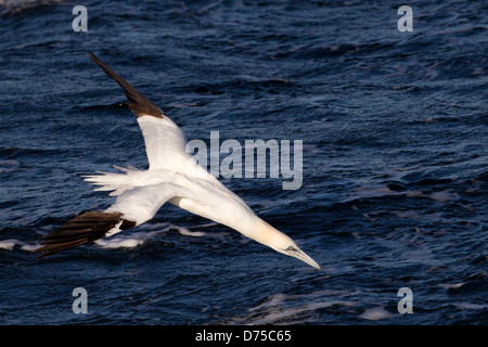 Fou de Bassan (Morus bassanus), en plumage d'hiver, plongée dans les eaux de l'Océan Atlantique Banque D'Images