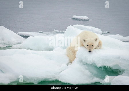 Femelle Ours blanc, Ursus maritimus, reposant sur la neige, Olgastretet la banquise, archipel du Svalbard, Norvège Banque D'Images