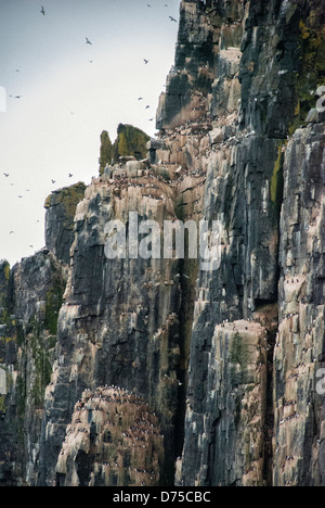 Les guillemots ou Serin du Brunniche, guillemots (Uria lomvia), colonie de nidification, Alkefjellet, Le Cap, le détroit d'Hinlopen Fanshaw, France Banque D'Images