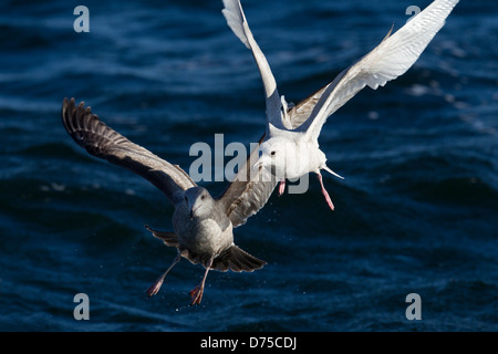 L'Islande en première Gull plumage hivernal en concurrence pour la nourriture avec un deuxième hiver Goéland argenté Banque D'Images