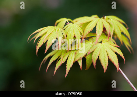 Acer palmatum 'Sango-kaku'. L'érable écorce corail Banque D'Images