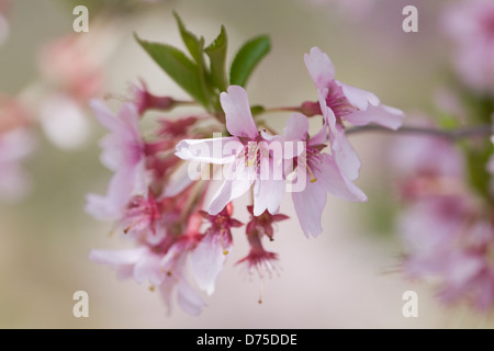 Prunus pendula. Rosebud tombantes cerise. Banque D'Images