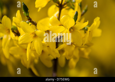 Close up of yellow forsythia en fleurs Banque D'Images