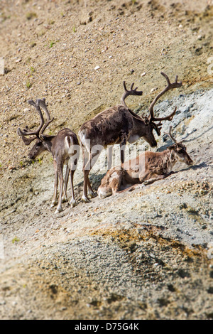 Plusieurs hommes buck du caribou des bois (Rangifer tarandu) près de Stony Dome, Denali National Park, Alaska, USA Banque D'Images