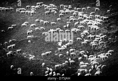 Un troupeau de moutons sur un versant de montagne en Italie Banque D'Images