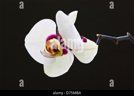 Le rétro-éclairage unique orchidée Phalaenopsis fleur sur fond noir. Banque D'Images