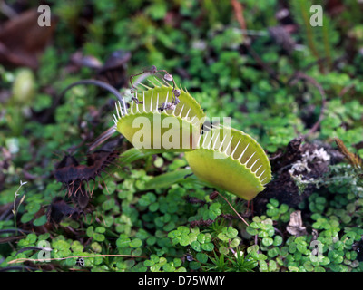 Venus Flytrap, Dionaea muscipula, Droseraceae. North Carolina, USA, Amérique du Nord. Une plante carnivore. Banque D'Images