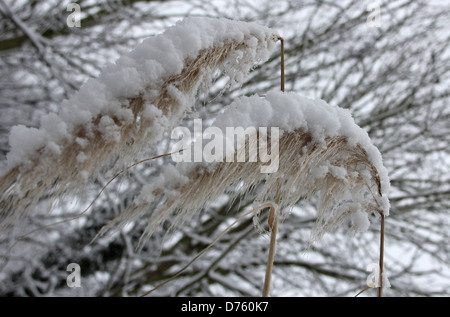 Photos de la neige dans et autour de St Paul's Cray le capital des pays et les banlieues environnantes a connu son premier Banque D'Images