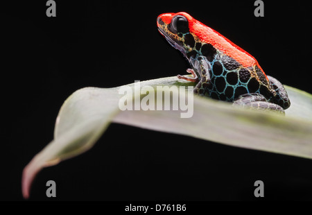Poison dart frog à partir de la forêt amazonienne du Pérou. Ranitomeya reticulata ou dendrobates reticulatus est un petit amphibien rouge Banque D'Images