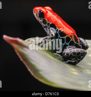 Poison dart frog Ranitomeya réticulée de raticulata tha forêt amazonienne au Pérou, près de Lima Banque D'Images