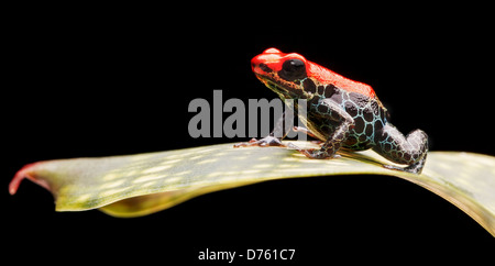 Flèche rouge poison frog, la forêt tropicale amazonienne de l'animal vivant dans du Pérou. Des couleurs vives Ranitomeya reticulata Banque D'Images
