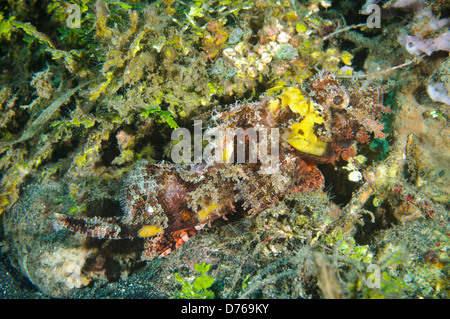 Raggy scorpionfish située entre les débris et les algues camouflés, le Détroit de Lembeh, Sulawesi, Indonésie. Banque D'Images
