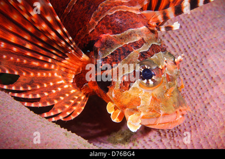 Zebra poissons lion reposant sur une éponge, le Détroit de Lembeh, Sulawesi, Indonésie. Banque D'Images