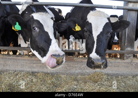 Vaches dans une étable sur une ferme laitière. Photographié en Israël Banque D'Images