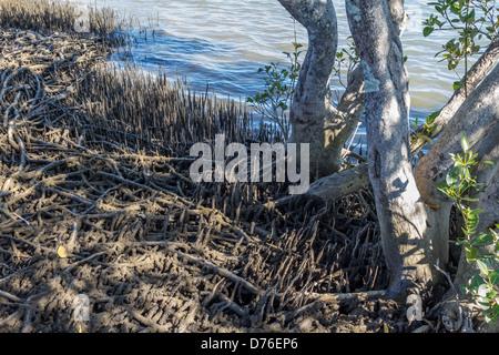 Avicennia marina (mangrove gris) appartient à la famille Avicenniaceae Banque D'Images