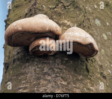 Champignon Fomes fomentarius sabot, champignon Banque D'Images