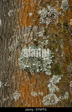 Les lichens foliacés anneau rond patch patches sur l'écorce d'un arbre de vie avec des traînées d'algues orange tronc vers le bas Banque D'Images