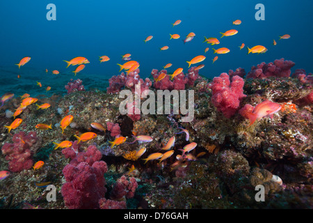 Lyretail Anthias sur Coral Reef, Pseudanthias squamipinnis, Aliwal Shoal, océan Indien, Afrique du Sud Banque D'Images