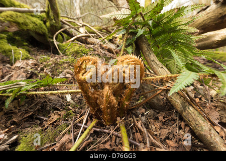 De nouvelles frondes de fougère uncurling et nouvelles après le brevet plante a l'hiver sur un sol forestier mature caduques Banque D'Images