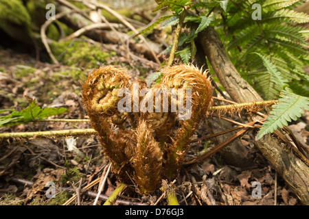 De nouvelles frondes de fougère uncurling et nouvelles après le brevet plante a l'hiver sur un sol forestier mature caduques Banque D'Images