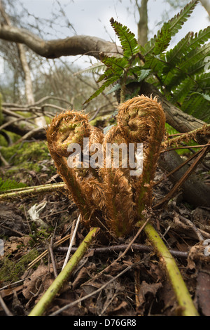 De nouvelles frondes de fougère uncurling et nouvelles après le brevet plante a l'hiver sur un sol forestier mature caduques Banque D'Images