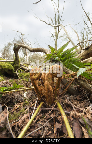 De nouvelles frondes de fougère uncurling et nouvelles après le brevet plante a l'hiver sur un sol forestier mature caduques Banque D'Images