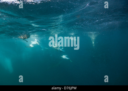 Cape de Bassan Morus capensis, Sardines de chasse, de l'Océan Indien, Afrique du Sud, de la Côte Sauvage Banque D'Images