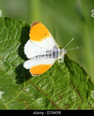 Macro détaillée d'un embout mâle Anthocharis cardamines orange (papillon) Banque D'Images