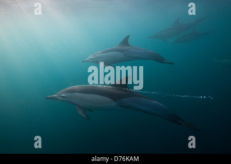 Dauphin commun, Delphinus capensis, océan Indien, Afrique du Sud, de la Côte Sauvage Banque D'Images