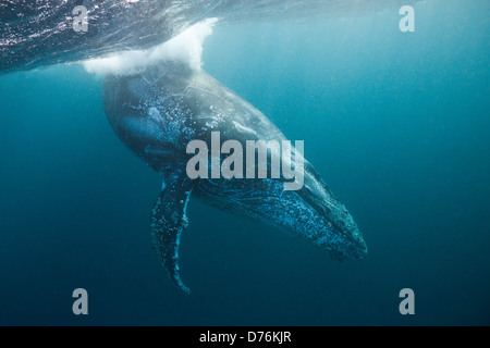 Rorqual à bosse, Megaptera novaeangliae, océan Indien, Afrique du Sud, de la Côte Sauvage Banque D'Images