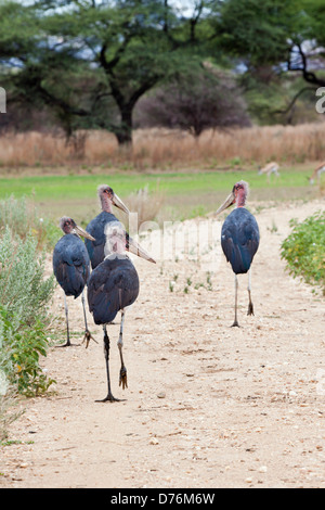 Groupe des Cigognes, Marabout, Namibie crumeniferus Flamant rose (Phoenicopterus ruber Banque D'Images