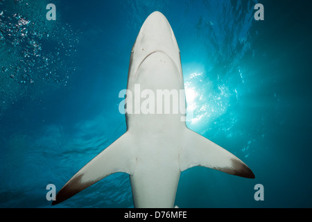 Blacktip Shark, Carcharhinus limbatus, Aliwal Shoal, océan Indien, Afrique du Sud Banque D'Images